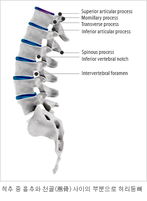 척추 중 흉추와 천골 사이의 부분으로 허리등뼈